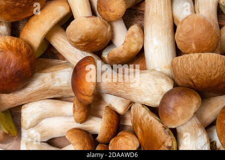 Cappuccio marrone Boletus Edulis sfondo. Un sacco di funghi commestibili su un tavolo da cucina. Nessuno Foto Stock