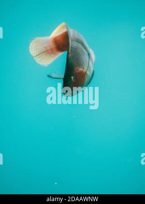 Un pesce che si esibisce per la macchina fotografica, nuotando contro il vetro in un acquario selvaggio a Busselton, Australia Occidentale Foto Stock