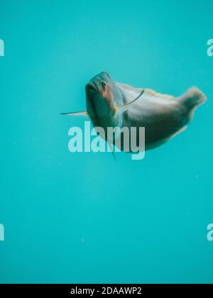 Un pesce che si esibisce per la macchina fotografica, nuotando contro il vetro in un acquario selvaggio a Busselton, Australia Occidentale Foto Stock