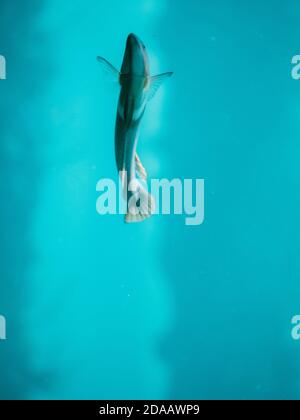 Un pesce che si esibisce per la macchina fotografica, nuotando contro il vetro in un acquario selvaggio a Busselton, Australia Occidentale Foto Stock