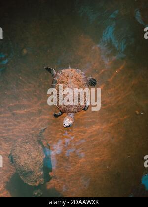 Tartarughe di fiume selvatiche catturate sulla superficie dell'acqua In Australia Foto Stock