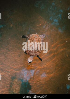 Tartarughe di fiume selvatiche catturate sulla superficie dell'acqua In Australia Foto Stock