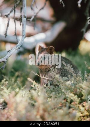 Quokka(s) nutrendo e riposando sotto un albero nella natura selvaggia sull'isola di Rottnest, Australia Foto Stock