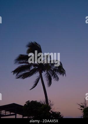 Alcune silhouette di palme nel cielo blu e rosa Al tramonto in Airlie Beach sulla costa orientale di Australia Foto Stock