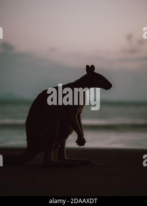 Alcuni wallaby (wallaby) che si riuniscono all'alba su una spiaggia vicina Airlie Beach nell'Australia Orientale (estate) Foto Stock