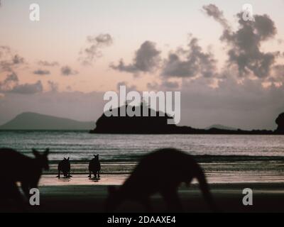 Alcuni wallaby (wallaby) che si riuniscono all'alba su una spiaggia vicina Airlie Beach nell'Australia Orientale (estate) Foto Stock