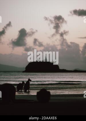 Alcuni wallaby (wallaby) che si riuniscono all'alba su una spiaggia vicina Airlie Beach nell'Australia Orientale (estate) Foto Stock