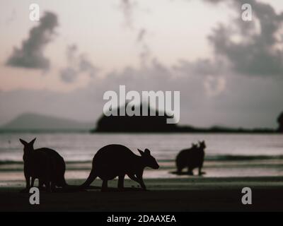 Alcuni wallaby (wallaby) che si riuniscono all'alba su una spiaggia vicina Airlie Beach nell'Australia Orientale (estate) Foto Stock