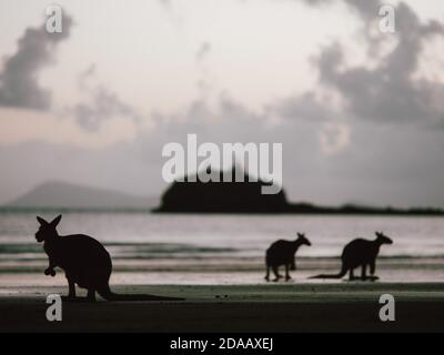 Alcuni wallaby (wallaby) che si riuniscono all'alba su una spiaggia vicina Airlie Beach nell'Australia Orientale (estate) Foto Stock