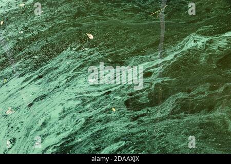 Natura sfondo. Acqua inquinata dalle alghe. Alghe verdi sulla superficie dell'acqua. Pellicola di alghe sulla superficie dell'acqua. Foto Stock
