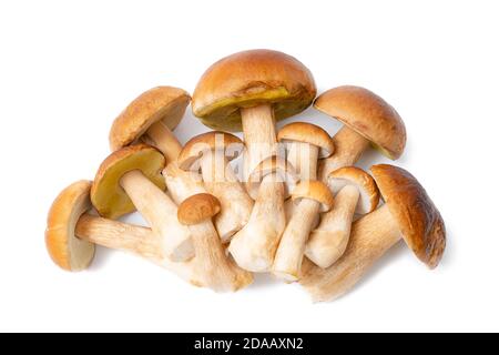 Gruppo di Boletus Edulis marrone isolato su sfondo bianco. Funghi commestibili in cucina. Nessuno Foto Stock