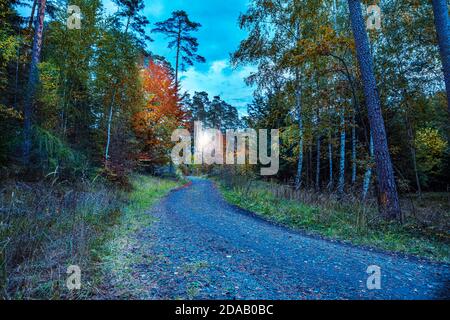 Autunno misto foresta alla luce del tramonto Foto Stock