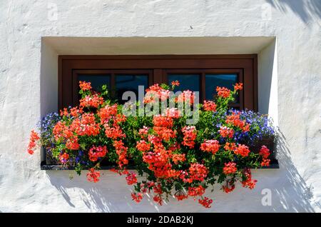 Finestra di legno marrone con decorazioni floreali opulente di piante di pelargonio rosso in una facciata bianca al sole a Tirol, Austria Foto Stock