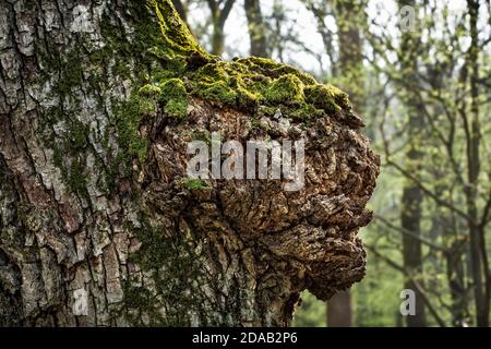 Tronco di un vecchio albero sullo sfondo della foresta di primavera Foto Stock