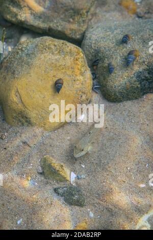 Un Goby rotondo (Neogobius melanostomus) un pesce di specie invasive siede sul fondo sabbioso di Lago Michigan come lumache pascolano sulle rocce nel backgroun Foto Stock