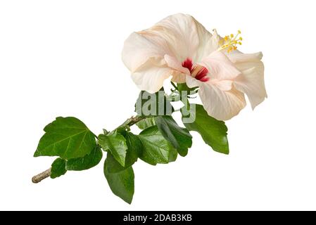 Hibiscus rosa sinensis o Cina rosa, rosa mallow, pianta di sciarro isolato su sfondo bianco. Foto Stock