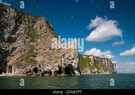 Una vista della colonia di gannet (Morus faganus) sulla formazione rocciosa di roccia di gesso conosciuta come Staple Newk, vista dal mare a RSPB Bempton Cliffs, East Yo Foto Stock