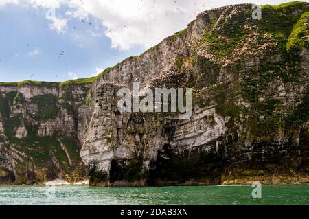 Una vista della colonia di gannet (Morus faganus) sulla formazione rocciosa di roccia di gesso conosciuta come Staple Newk, vista dal mare a RSPB Bempton Cliffs, East Yo Foto Stock
