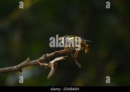 Primo piano foto di Hoverfly. Foto Stock