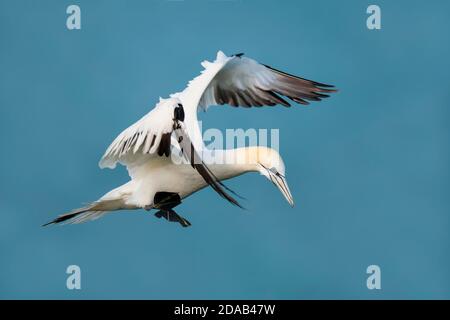 Un gannet (Morus bassanus) in quarta estate precipitava in volo a RSPB Bempton Cliffs, East Yorkshire. Giugno. Foto Stock