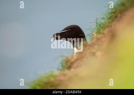 Un adulto razorbbill (Alca torda) in estate riproduzione piumaggio che sbucciano su una dorsale inclinata di erba sulla cima della scogliera a RSPB Bempton Cliffs, East Yorkshir Foto Stock