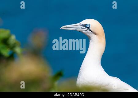 Un colpo di testa e di spalle di una gannetta adulta (Morus faganus) a RSPB Bempton Cliffs, East Yorkshire. Giugno. Foto Stock