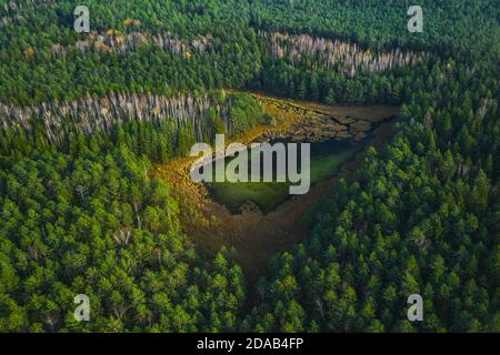 Vista dall'alto del drone del verde lago paludoso nel verde della foresta, splendida vista sulla natura Foto Stock