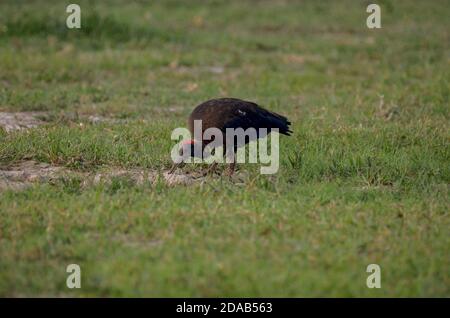 Ibis Pseudibis papillosa Noida, Utttar Pradesh, India - 01 settembre 2019: Un Ibis adulto con chiocchioni rosse alla ricerca di cibo in un campo erboso a Noida Foto Stock