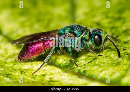 Una vespa adulta con coda di rubino (Chrysis ignita) a riposo su una foglia in un giardino a Thirsk, North Yorkshire. Giugno. Foto Stock