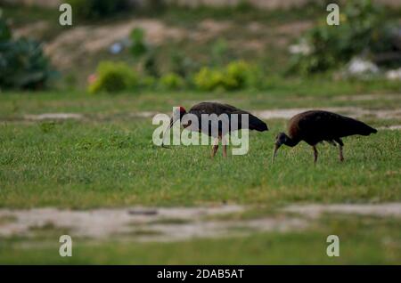 Ibis Pseudibis papillosa Noida, Utttar Pradesh, India - 01 settembre 2019: Ibis bambino rosso con mamma in un campo di erba a Noida. Foto Stock