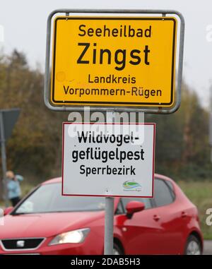 Zingst, Germania. 11 Nov 2020. "Area soggetta a restrizioni per la peste degli uccelli selvatici" è riportata su un cartello all'ingresso del villaggio. Dopo l'epidemia di influenza aviaria in un allevamento di pollame domestico, tutti e 92 gli animali sono stati uccisi, secondo il distretto della Pomerania occidentale-Rügen. Questo è il primo focolaio di influenza aviaria nel pollame commerciale nel Meclemburgo-Pomerania occidentale quest'anno. Credit: Bernd Wüstneck/dpa-Zentralbild/dpa/Alamy Live News Foto Stock