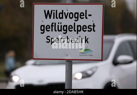 Zingst, Germania. 11 Nov 2020. "Area soggetta a restrizioni per la peste degli uccelli selvatici" è riportata su un cartello all'ingresso del villaggio. Dopo l'epidemia di influenza aviaria in un allevamento di pollame domestico, tutti e 92 gli animali sono stati uccisi, secondo il distretto della Pomerania occidentale-Rügen. Questo è il primo focolaio di influenza aviaria nel pollame commerciale nel Meclemburgo-Pomerania occidentale quest'anno. Credit: Bernd Wüstneck/dpa-Zentralbild/dpa/Alamy Live News Foto Stock