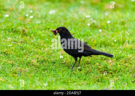 Un uccello nero maschile adulto (Turdus merula) che raccoglie vermi in un campo con cui nutrire il suo giovane, a Droman vicino Kinlochbervie sulla costa nord-occidentale Foto Stock