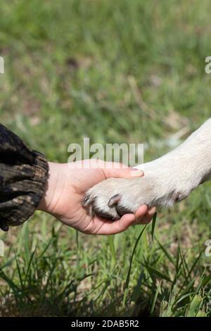 Paw di cane in mano di ragazzo. Amicizia tra uomo e animale, migliori amici, scuotendo la mano e la zampa. Aiutare gli animali senza casa Foto Stock