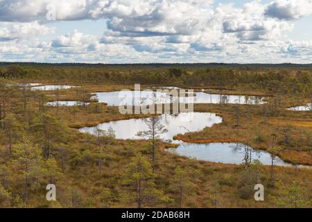 Paesaggio paludoso di torba nel parco naturale in Estonia. Nuvoloso giorno d'autunno. Foto Stock
