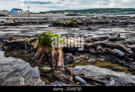 Preistorico albero radici sulla spiaggia, Galles, Regno Unito Foto Stock