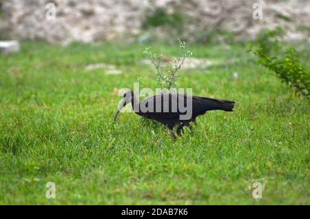 Ibis Pseudibis papillosa Noida, Utttar Pradesh, India - 01 settembre 2019: Ibis baby Red-naped alla ricerca di cibo in un campo di erba a Noida. Foto Stock