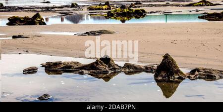 Preistorico albero radici sulla spiaggia, Galles, Regno Unito Foto Stock