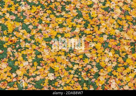 le foglie colorate cadute giacciono sull'erba verde Foto Stock