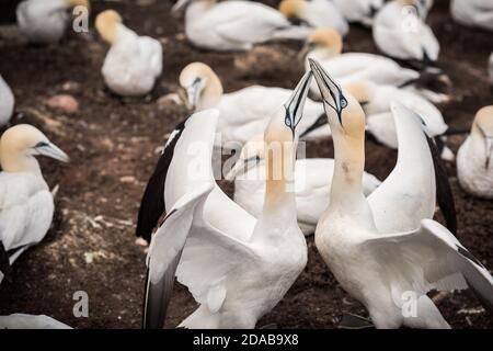 Primo piano di un paio di gannet nord si salutano a vicenda Foto Stock