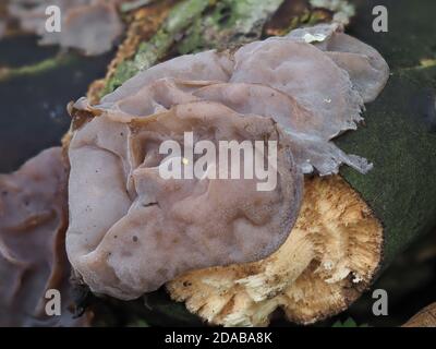 Orecchio di ebreo, orecchio di legno, Jelly orecchio fungo selvaggio su log. Auricularia sp. Primo piano. Foto Stock