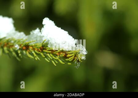 Sciogliendo la neve sul verde abete prickly rami all'aperto. Foto Stock