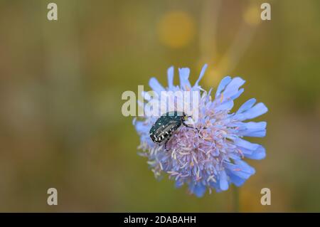 White-spotted Rose Beetle su un campo scabious, bug nero con macchie bianche su una macro di fiori selvatici viola. Foto Stock