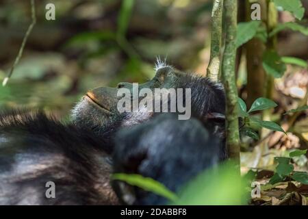 Vista ravvicinata della testa e della faccia di un Chimpanzee (Pan troglodytes) che si rilassa nella foresta, il Parco Nazionale di Kibale, Uganda occidentale Foto Stock