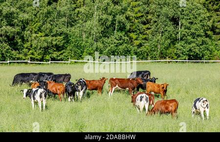 Gruppo di bovini da carne a portata libera a Summer , Finlandia Foto Stock