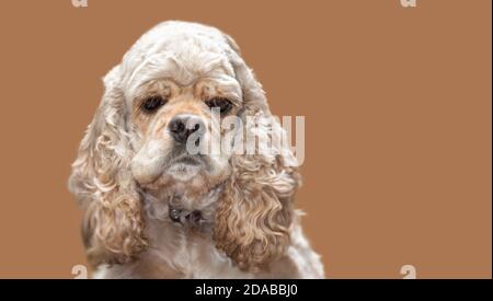 American Cocker Spaniel su sfondo marrone Foto Stock