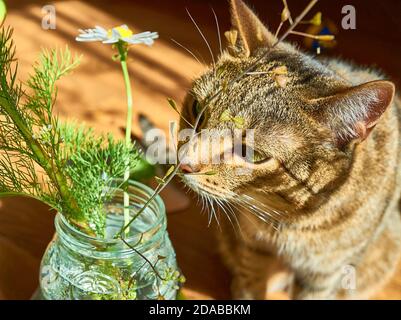 Gatto tabby sgombro con un naso di zenzero che sniffing fiori margherita alla luce del sole. Gli animali domestici amano Foto Stock
