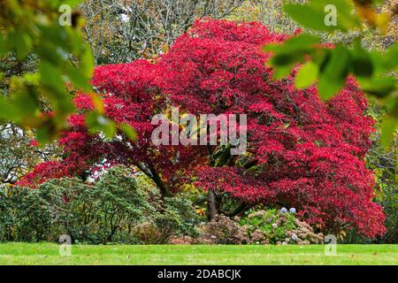 Un acer rosso si distingue in autunno tra gli altri alberi Foto Stock