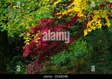 Un acer rosso si distingue in autunno tra gli altri alberi Foto Stock