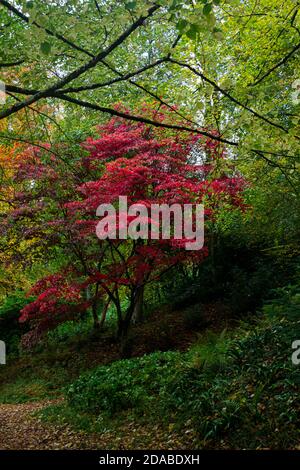 Un acer rosso si distingue in autunno tra gli altri alberi Foto Stock